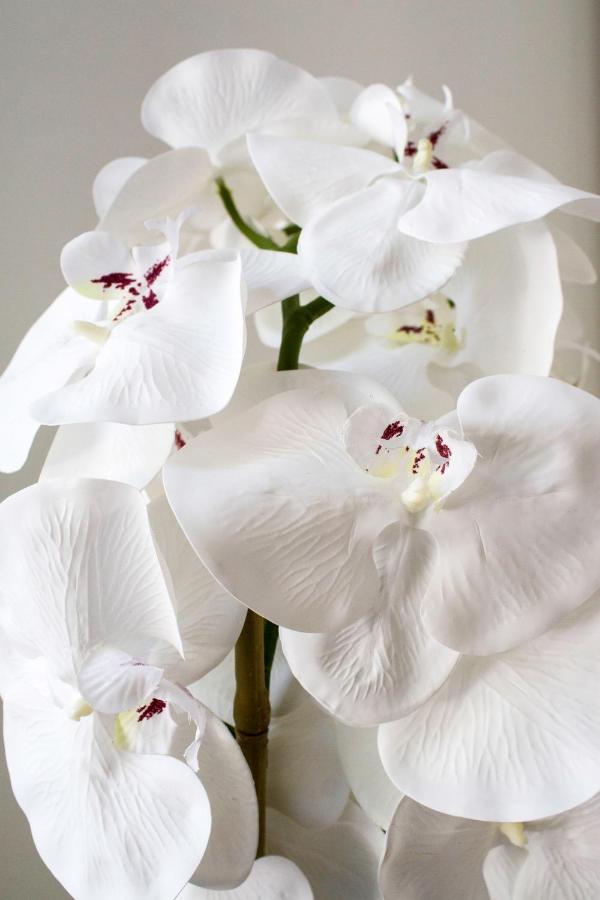 White Orchid Pula Lägenhet Exteriör bild